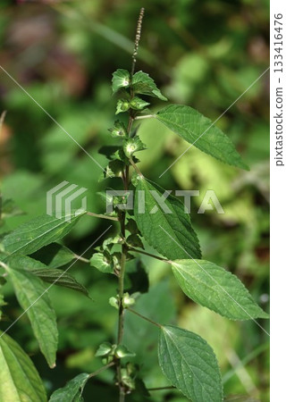 樸樹花、山楂花、羊肚菌花和雜草花 133416476