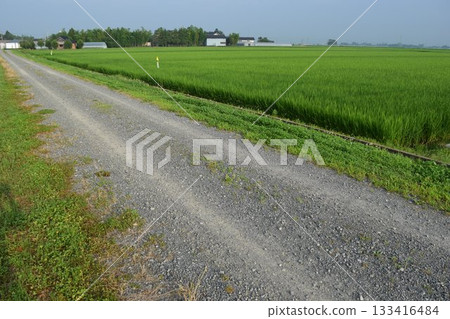 Farm road and rural scenery Shonai, Yamagata Prefecture Farm road and rural scenery Shonai, Yamagata Prefecture 133416484