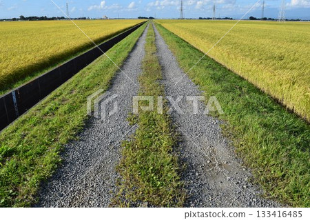 Farm road and rural scenery Shonai, Yamagata Prefecture Farm road and rural scenery Shonai, Yamagata Prefecture 133416485