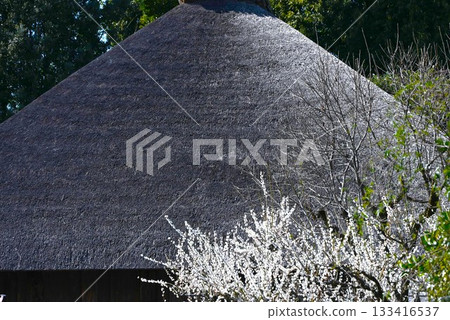 Thatched roof scenery, Japanese landscape, Japan travel materials 133416537