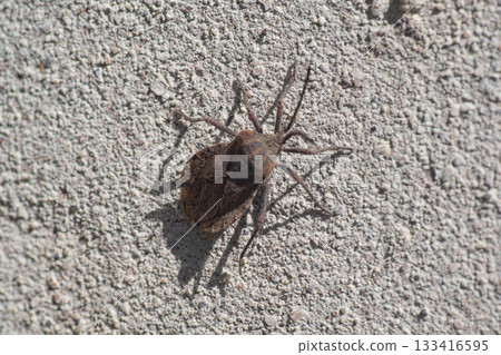 Vunchuca beetle perched on a wall 133416595