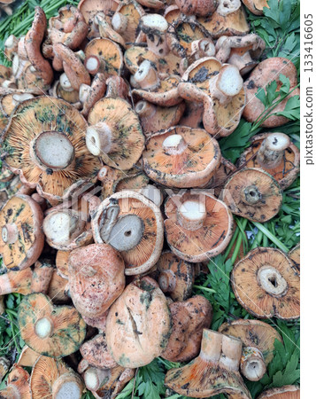 At a lively farmers market in Spain, vibrant saffron milk cap mushrooms are showcased alongside fresh herbs, highlighting the rich flavors of the autumn harvest. 133416605