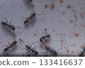 Argentinian ant walking on the ground 133416637