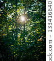 Natural scenery of a forest illuminated by sunlight in the evening 133416640