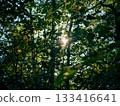 Natural scenery of a forest illuminated by sunlight in the evening 133416641
