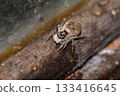 Jumping spider on a dirty window 133416645
