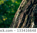 Tree trunk sustainable natural environment 133416648
