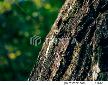 Tree trunk sustainable natural environment 133416648