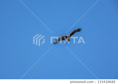 Tobi flies Tobi flies 133416688
