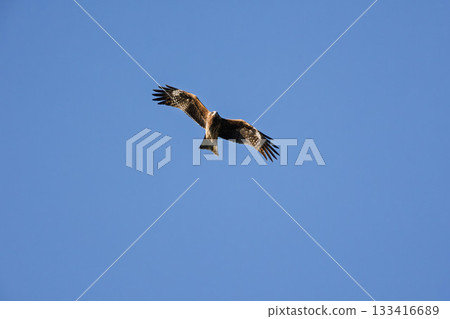 Tobi flies Tobi flies 133416689