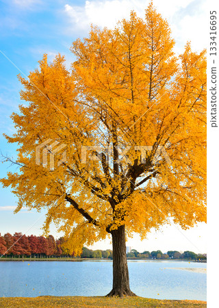 Late autumn at Mizumoto Park Ginkgo leaves Late autumn at Mizumoto Park Ginkgo leaves 133416695