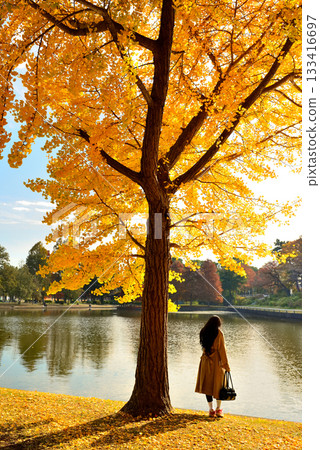 Late autumn at Mizumoto Park Ginkgo leaves 133416697