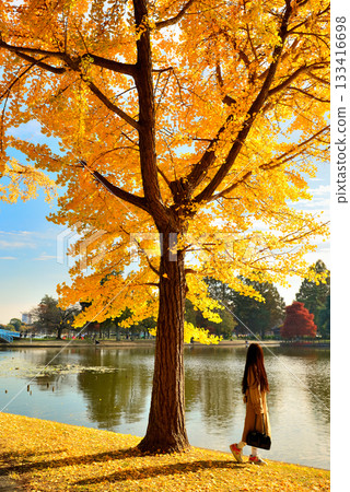 Late autumn at Mizumoto Park Ginkgo leaves Late autumn at Mizumoto Park Ginkgo leaves 133416698