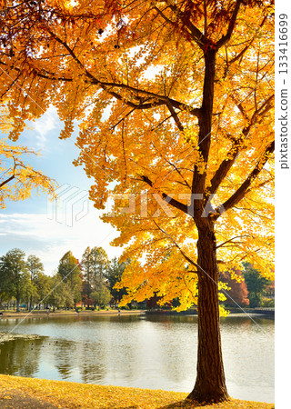 Late autumn at Mizumoto Park Ginkgo leaves Late autumn at Mizumoto Park Ginkgo leaves 133416699