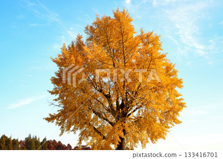 水本公園深秋時節的銀杏葉 133416701