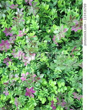 This lively artificial turf features a mix of vibrant green foliage and purple accents, simulating real plants in a beautiful garden environment, providing a maintenance-free greenery option. This lively artificial turf features a mix of vibrant green foliage and purple accents, simulating real plants in a beautiful garden environment, providing a maintenance-free greenery option. 133416709