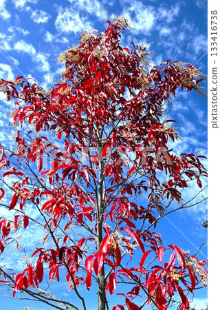 Autumn leaves and fruit (capsules) of Oxydendrum arboreum. One of the world's three major autumn foliage trees, including lily of the valley and sourwood. 133416738