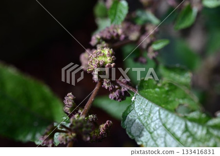 櫟花、桑草、野花 133416831