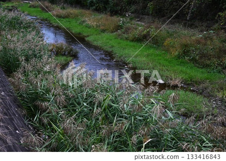 Reeds and common reeds along the river: Recent bank construction has taken away the habitat of reed bed creatures, creating an environmental problem 133416843