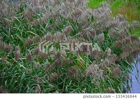 河岸邊的蘆葦和普通蘆葦:近期河岸建設破壞了蘆葦叢生物的棲息地,造成了環境問題。 河岸邊的蘆葦和普通蘆葦:近期河岸建設破壞了蘆葦叢生物的棲息地,造成了環境問題。 133416844