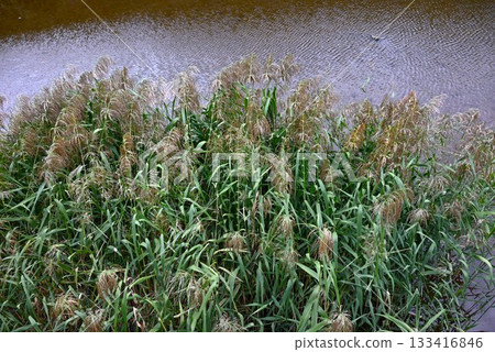 河岸邊的蘆葦和普通蘆葦：近期河岸建設破壞了蘆葦叢生物的棲息地，造成了環境問題。 133416846