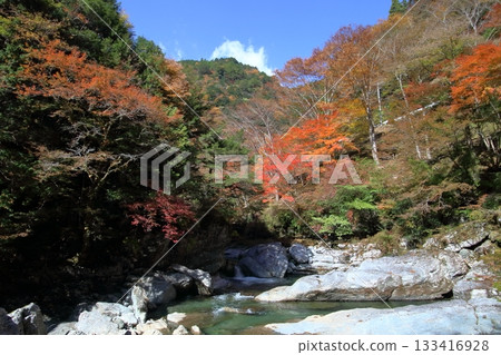 在瀨戶川河谷的河岸邊觀賞秋葉(高知縣土佐町) 在瀨戶川河谷的河岸邊觀賞秋葉(高知縣土佐町) 133416928