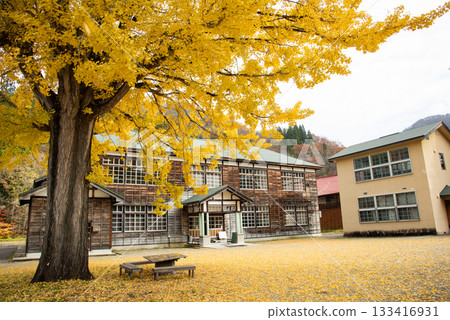 掉落的銀杏葉散落在原庫馬魯小學周圍。 掉落的銀杏葉散落在原庫馬魯小學周圍。 133416931
