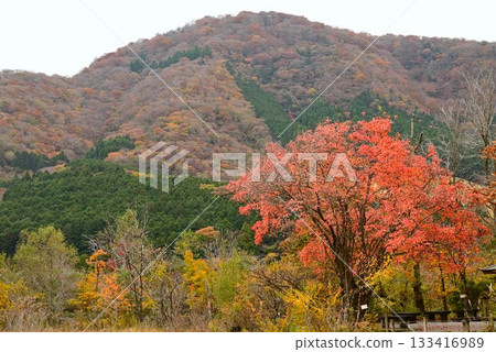 Late autumn in Hakone, beautiful Japanese scenery, Japan tourism travel materials 133416989