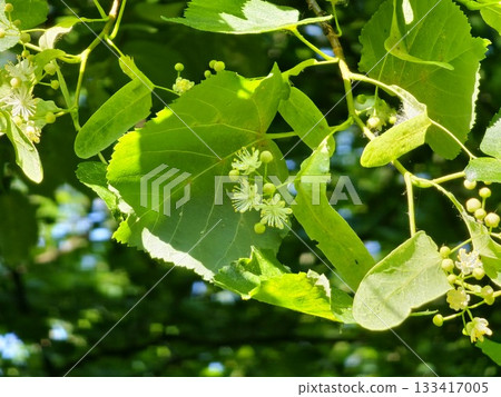 Beautiful tilia linden flowers bloom with a green leaves in spring. Yellow linden blossoms on a tree. Beautiful tilia linden flowers bloom with a green leaves in spring. Yellow linden blossoms on a tree. 133417005