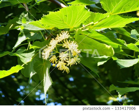 Beautiful linden tree with blossoms and green leaves outdoors Beautiful linden tree with blossoms and green leaves outdoors 133417006