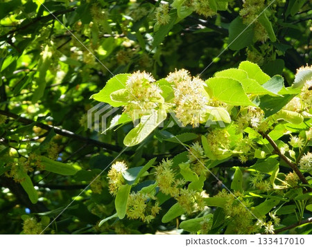 Close-up of yellow-green flowers in linden tree foliage Close-up of yellow-green flowers in linden tree foliage 133417010
