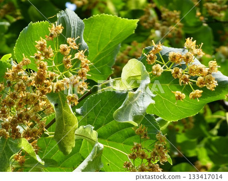 Linden tree in bloom, against green leaves. Close-up Linden tree in bloom, against green leaves. Close-up 133417014