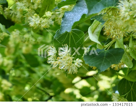 Beautiful tilia linden flowers bloom with a green leaves in spring. Yellow linden blossoms on a tree. Beautiful tilia linden flowers bloom with a green leaves in spring. Yellow linden blossoms on a tree. 133417015