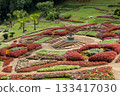 Beautiful landscape of Mae Fah Luang Garden with colorful winter flowers at Doi Tung, Chiang Rai, Thailand 133417030