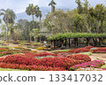 Colorful flower beds winter landscape of Mae Fah Luang Garden at Doi Tung, Chiang Rai, Thailand 133417032
