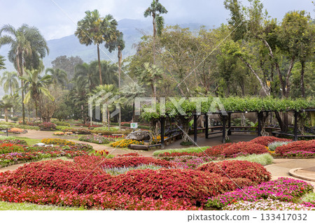 Colorful flower beds winter landscape of Mae Fah Luang Garden at Doi Tung, Chiang Rai, Thailand 133417032