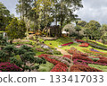 Beautiful landscape of Mae Fah Luang Garden with colorful winter flowers at Doi Tung, Chiang Rai, Thailand 133417033