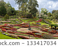 Beautiful landscape of Mae Fah Luang Garden with colorful winter flowers at Doi Tung, Chiang Rai, Thailand 133417034