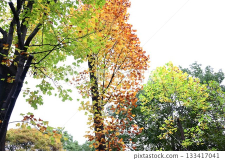 Yellow leaves of tulip tree, lily tree, hanten tree, lotus tree, seasonal background material 133417041