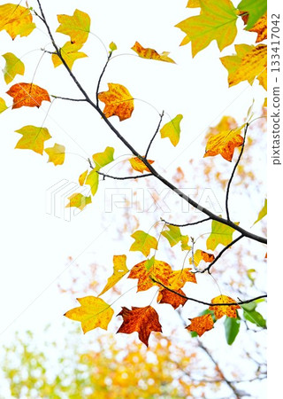Yellow leaves of tulip tree, lily tree, hanten tree, lotus tree, seasonal background material Yellow leaves of tulip tree, lily tree, hanten tree, lotus tree, seasonal background material 133417042