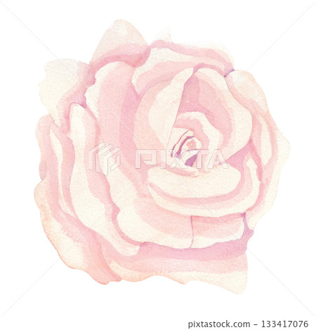 A delicate tea or light peach rose with pointed petals. This isolated image is executed in a simple watercolor style. The drawing is done in a limited palette. This floral illustration is perfect for A delicate tea or light peach rose with pointed petals. This isolated image is executed in a simple watercolor style. The drawing is done in a limited palette. This floral illustration is perfect for 133417076