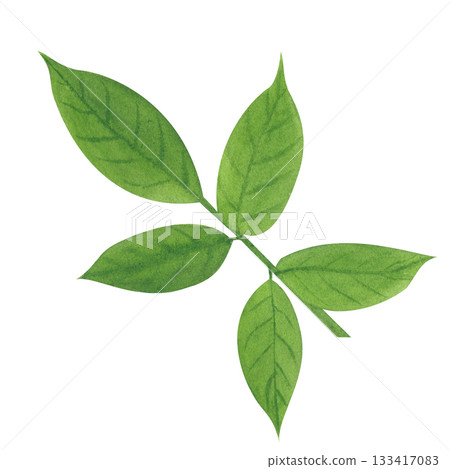 A green sprig of rose leaves. This isolated image is done in a simple watercolor style. The drawing is done in a limited palette. This floral illustration is perfect for website design 133417083