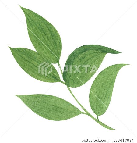 A green sprig of leaves. This isolated image is done in a simple watercolor style. The drawing is done in a limited palette. This floral illustration is perfect for website design 133417084
