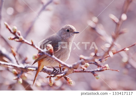 Cherry blossom buds and a female Daurian redstart perched on a branch 133417117