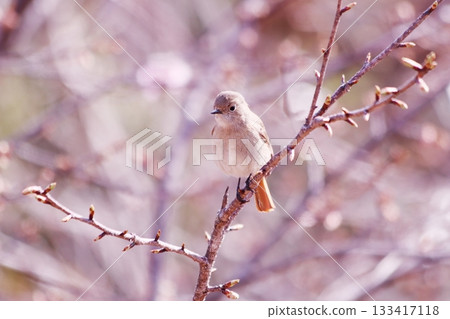 Cherry blossom buds and a female Daurian redstart perched on a branch 133417118