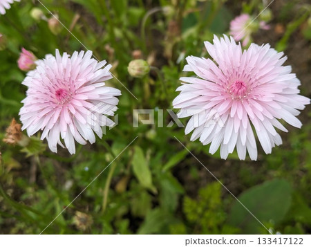 桃色的蒲公英 133417122