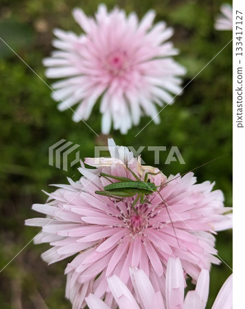 Peach colored dandelion Peach colored dandelion 133417127
