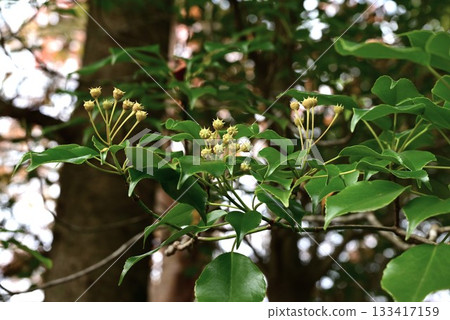 Mountain cucumber fruit, floats, and bird's nest 133417159