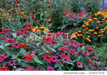 五彩繽紛的花壇：百日菊、矢車菊、萬壽菊 133417378