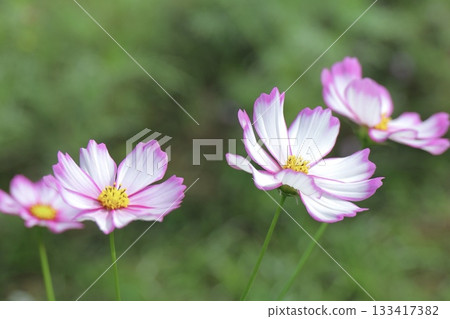 與桃紅色邊緣的白色波斯菊 133417382